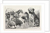 Winners at the Dog Show of the Kennel Club by Anonymous