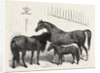 The Prince of Wales Indian Horses at the Agricultural Hall Horse Show. Cabulee, Nawab, Hussar by Anonymous