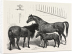 The Prince of Wales Indian Horses at the Agricultural Hall Horse Show. Cabulee, Nawab, Hussar by Anonymous