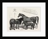 The Prince of Wales Indian Horses at the Agricultural Hall Horse Show. Cabulee, Nawab, Hussar by Anonymous