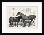 The Prince of Wales Indian Horses at the Agricultural Hall Horse Show. Cabulee, Nawab, Hussar by Anonymous