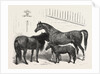 The Prince of Wales Indian Horses at the Agricultural Hall Horse Show. Cabulee, Nawab, Hussar by Anonymous
