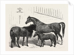The Prince of Wales Indian Horses at the Agricultural Hall Horse Show. Cabulee, Nawab, Hussar by Anonymous