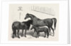 The Prince of Wales Indian Horses at the Agricultural Hall Horse Show. Cabulee, Nawab, Hussar by Anonymous