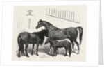 The Prince of Wales Indian Horses at the Agricultural Hall Horse Show. Cabulee, Nawab, Hussar by Anonymous