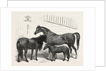 The Prince of Wales Indian Horses at the Agricultural Hall Horse Show. Cabulee, Nawab, Hussar by Anonymous