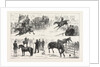 Alexandra Palace Horse Show by Anonymous