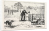 The Collie Dog Trials at the Alexandra Palace, Penning the Sheep by Anonymous