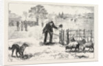 The Collie Dog Trials at the Alexandra Palace, Penning the Sheep by Anonymous
