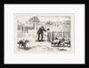 The Collie Dog Trials at the Alexandra Palace, Penning the Sheep by Anonymous