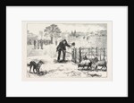 The Collie Dog Trials at the Alexandra Palace, Penning the Sheep by Anonymous