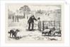 The Collie Dog Trials at the Alexandra Palace, Penning the Sheep by Anonymous