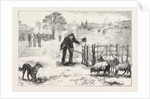 The Collie Dog Trials at the Alexandra Palace, Penning the Sheep by Anonymous