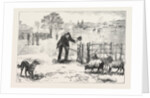 The Collie Dog Trials at the Alexandra Palace, Penning the Sheep by Anonymous