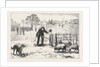 The Collie Dog Trials at the Alexandra Palace, Penning the Sheep by Anonymous
