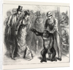 A Distinguished Visitor at Liverpool, the Young Gorilla Holding a Reception in the Museum by Anonymous