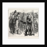 A Distinguished Visitor at Liverpool, the Young Gorilla Holding a Reception in the Museum by Anonymous