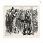 A Distinguished Visitor at Liverpool, the Young Gorilla Holding a Reception in the Museum by Anonymous