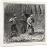Hops and Hop Pickers, in a Kentish Hop Garden, Kent, England, Turning Hops in the Kiln by Anonymous
