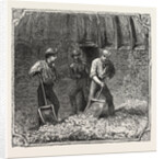 Hops and Hop Pickers, in a Kentish Hop Garden, Kent, England, Turning Hops in the Kiln by Anonymous