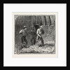 Hops and Hop Pickers, in a Kentish Hop Garden, Kent, England, Turning Hops in the Kiln by Anonymous
