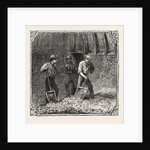 Hops and Hop Pickers, in a Kentish Hop Garden, Kent, England, Turning Hops in the Kiln by Anonymous