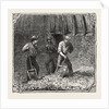 Hops and Hop Pickers, in a Kentish Hop Garden, Kent, England, Turning Hops in the Kiln by Anonymous