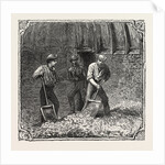 Hops and Hop Pickers, in a Kentish Hop Garden, Kent, England, Turning Hops in the Kiln by Anonymous