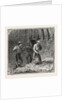Hops and Hop Pickers, in a Kentish Hop Garden, Kent, England, Turning Hops in the Kiln by Anonymous