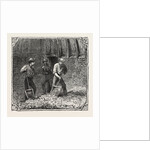 Hops and Hop Pickers, in a Kentish Hop Garden, Kent, England, Turning Hops in the Kiln by Anonymous