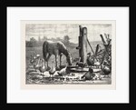 A Fashionable Watering Place. Horse, Geese, Chicken, Outdoor, Farm by Anonymous