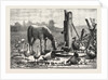 A Fashionable Watering Place. Horse, Geese, Chicken, Outdoor, Farm by Anonymous
