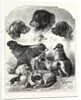 The Brighton Dog Show by Anonymous