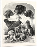The Brighton Dog Show by Anonymous