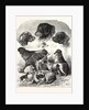 The Brighton Dog Show by Anonymous