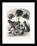 The Brighton Dog Show by Anonymous