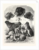 The Brighton Dog Show by Anonymous