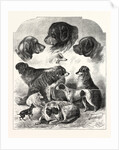 The Brighton Dog Show by Anonymous
