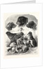 The Brighton Dog Show by Anonymous