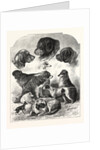 The Brighton Dog Show by Anonymous