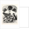 The Brighton Dog Show by Anonymous