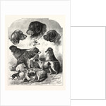The Brighton Dog Show by Anonymous