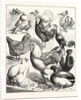 Prize Winners at the Crystal Palace Poultry Show, London by Anonymous
