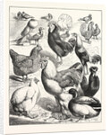 Prize Winners at the Crystal Palace Poultry Show, London by Anonymous