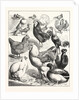 Prize Winners at the Crystal Palace Poultry Show, London by Anonymous
