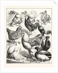 Prize Winners at the Crystal Palace Poultry Show, London by Anonymous