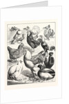 Prize Winners at the Crystal Palace Poultry Show, London by Anonymous