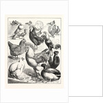 Prize Winners at the Crystal Palace Poultry Show, London by Anonymous