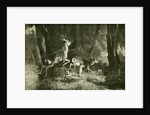 Deer Austria 1891 by Anonymous