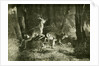 Deer Austria 1891 by Anonymous